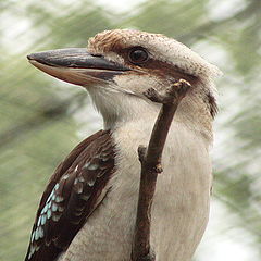 photo "Kookabura"