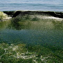 фото "Seaweed tide ..."