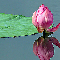 photo "lotus"