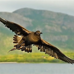 фото "Arctic Skua"