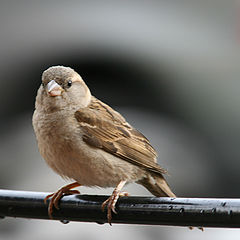 photo "Waiting for Breakfast"