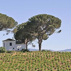 photo "Vineyard near Villafranca del Bierzo"