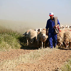 photo "Shepherd near Calzadilla de la Cueza"