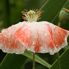 photo "Poppy. 4"