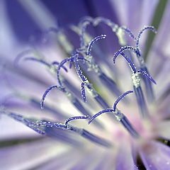 photo "A chicory flower shot point-blank"