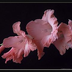 photo "gladioli"