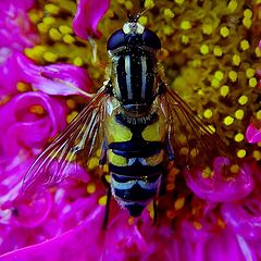 photo "hungry bee"