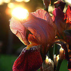 photo "Sun in palm"