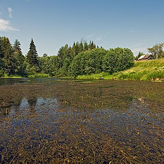 photo "Tangle pool"