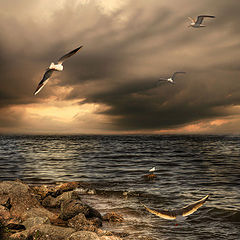 photo "Seagulls"