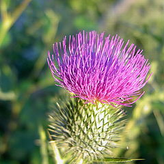 photo "The thistle"