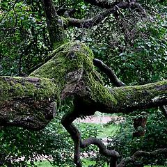 photo "Old forest"