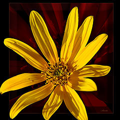 photo "yellow flower"