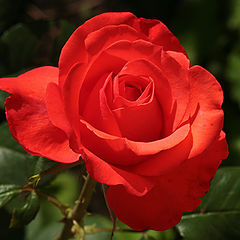 фото "Scarlet rose"