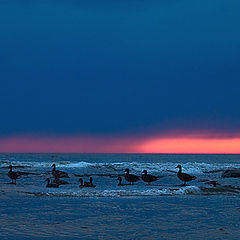 photo "Evening rest"