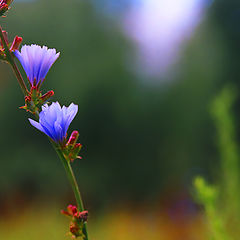 photo "Celestial Bells"