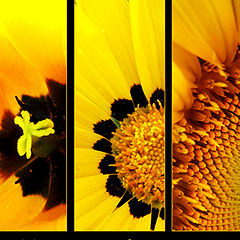 photo "Yellows"