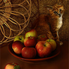 photo "apple and pussy cat"