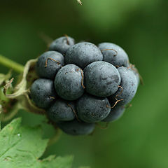 photo "The Blackberries"