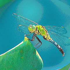 photo "A Surprised Dragon-fly"