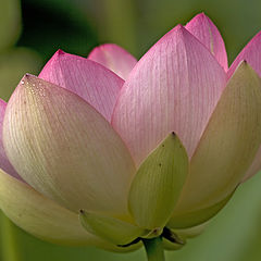 photo "Lotus"