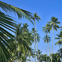 фото "Sri Lanka - the land like no other..."