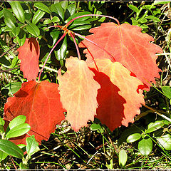 photo "Autumn arrives..."