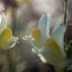 фото "one kiss"