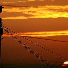 фото "Sunset on a scavenger"