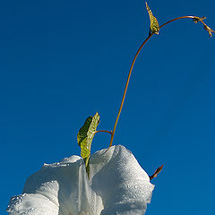 фото "Загогулина"