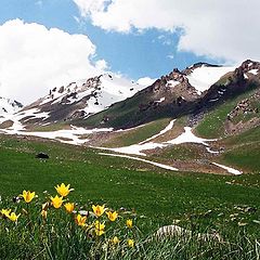 photo "Тюльпаны Чаткальского Заповедника"