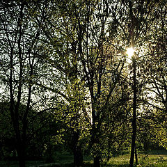 photo "Peeping through"