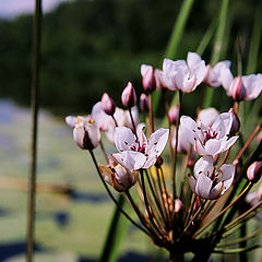 photo "Ural sketching 2"