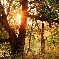 фото "Как деревья встречают закаты"