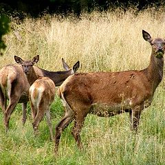 фото "Wildlife."