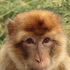 photo "The monkey knows..."