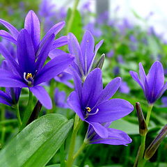 photo "Flower of weeds"