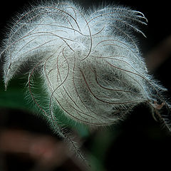 photo "Feathery"