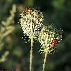 photo "Love insects"