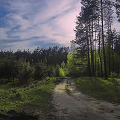 photo "the forest"