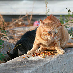 фото "29351 Lunch time"