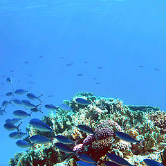 фото "Red Sea"