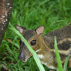 photo "Mouse deer"