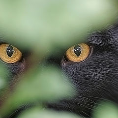 фото "Обычный домашний кот в засаде..."