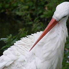 photo "Big bird."