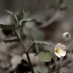 фото "первоцвет"