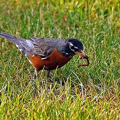 photo "American robin"