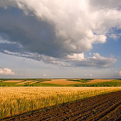 фото "Русское поле"