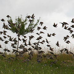 photo "Flock of birds"