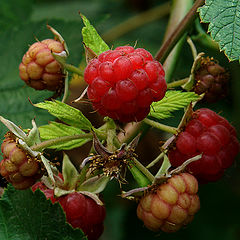 photo "Raspberry"